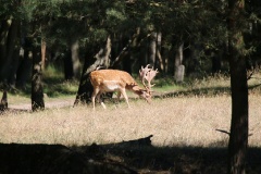 Wildgehege Glauer Tal