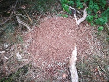 Von Königs Wusterhausen durch die Dahme-Fläming-Region