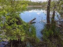Teichlandschaft am Werderschen Damm