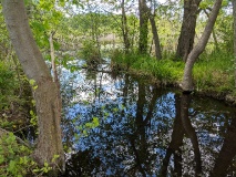 Teichlandschaft am Werderschen Damm