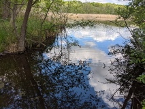 Teichlandschaft am Werderschen Damm