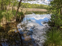 Teichlandschaft am Werderschen Damm