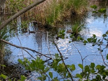 Teichlandschaft am Werderschen Damm