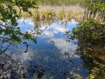Teichlandschaft am Werderschen Damm