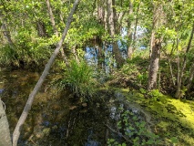 Teichlandschaft am Werderschen Damm
