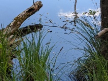 Teichlandschaft am Werderschen Damm