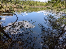 Teichlandschaft am Werderschen Damm