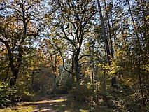 Kesselmoor, Teufelssee und Ravensberge - Wanderung im Potsdamer Erholungswald