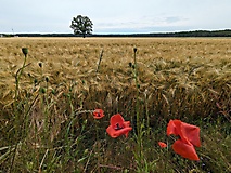 Tolle Rundwanderung: Von Bad Wilsnack zur Plattenburg