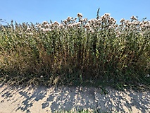 tolle Wanderung von Schwedt nach 