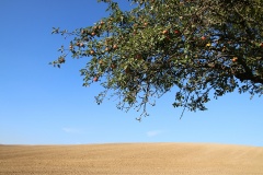Rundtour Groß Ziethen-Altkünkendorf-Zuchenberg-Groß Ziethen