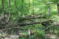 Totalreservat und Naturschutzgebiet Plagefenn
