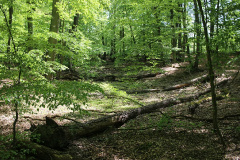 Totalreservat und Naturschutzgebiet Plagefenn