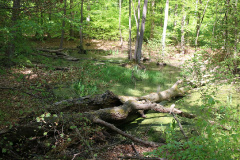 Totalreservat und Naturschutzgebiet Plagefenn