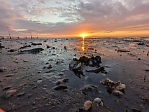 Bildergalerie: Von Hamburg an der Elbe auf die Insel Pellworm (Sommer 2025)