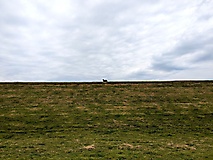 Bildergalerie: Radtour von Hamburg an der Elbe auf die Insel Pellworm (Sommer 2025)