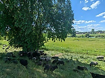 Durch die Uckermark zu Brandenburgs schönstem Picknickplatz