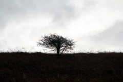 Wurzelpeter, Bretagne