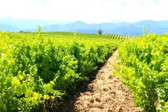 Vom Bodensee bis Korsika