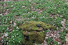 von Oranienburg nach Zehdenick