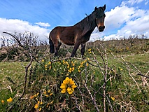 Dartmoor-Ponys, Urwald und Palmen auf den Kanalinseln: Bildergalerie Südengland und Guernsey