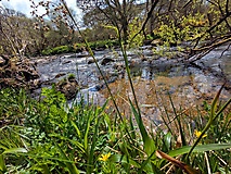 Dartmoor-Ponys, Urwald und Palmen auf den Kanalinseln: Bildergalerie Südengland und Guernsey