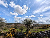 Dartmoor-Ponys, Urwald und Palmen auf den Kanalinseln: Bildergalerie Südengland und Guernsey
