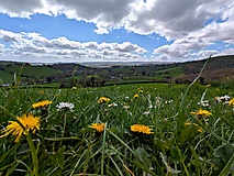 Dartmoor-Ponys, Urwald und Palmen auf den Kanalinseln: Bildergalerie Südengland und Guernsey