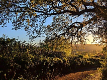 Dartmoor-Ponys, Urwald und Palmen auf den Kanalinseln: Bildergalerie Südengland und Guernsey