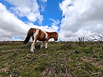 Dartmoor-Ponys, Urwald und Palmen auf den Kanalinseln: Bildergalerie Südengland und Guernsey