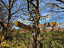 Dartmoor-Ponys, Urwald und Palmen auf den Kanalinseln: Bildergalerie Südengland und Guernsey