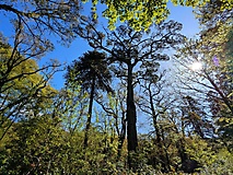 Dartmoor-Ponys, Urwald und Palmen auf den Kanalinseln: Bildergalerie Südengland und Guernsey
