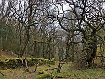 Dartmoor-Ponys, Urwald und Palmen auf den Kanalinseln: Bildergalerie Südengland und Guernsey