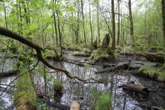 Müritz-Nationalpark und Waren