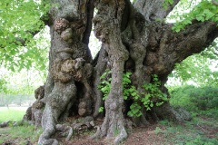 Müritz-Nationalpark und Waren