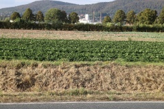 Weserradweg: Von Porta Westfalica nach Rinteln (rund 50 km)