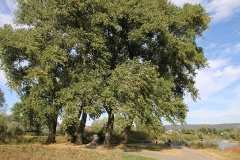 Weserradweg: Von Porta Westfalica nach Rinteln (rund 50 km)